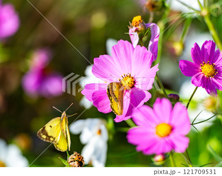 秋の陽ざしを浴びてカラフルに咲く満開のコスモスとモンキチョウ 121709531
