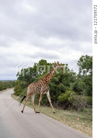African giraffe crosses the road into the savannah 121709572
