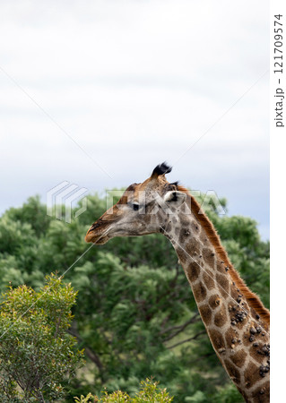 Sick giraffe with growths on neck 121709574