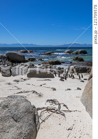 Boulders Beach protected lagoon with colony of African spectacled penguins Boulders Beach protected lagoon with colony of African spectacled penguins 121709578