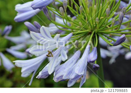 アガパンサス アガパンサス 121709885