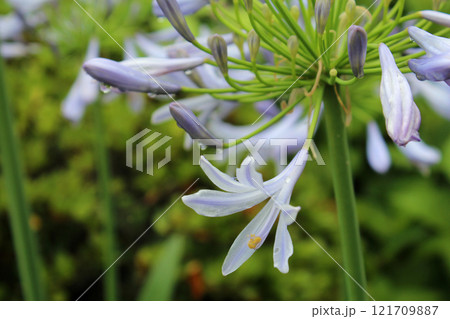 アガパンサス アガパンサス 121709887