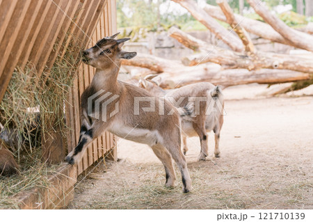 干し草を食べる農場の子ヤギ 121710139