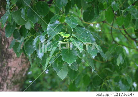 大麻比古神社・楠(徳島県・鳴門市) 大麻比古神社・楠(徳島県・鳴門市) 121710147