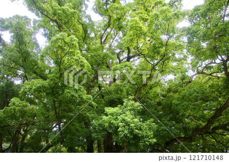 大麻比古神社・楠（徳島県・鳴門市） 121710148