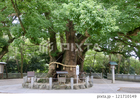 大麻比古神社・楠(徳島県・鳴門市) 大麻比古神社・楠(徳島県・鳴門市) 121710149