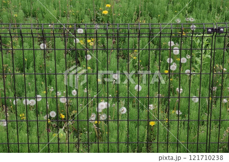 今にも飛来しそうな西洋タンポポの綿毛 121710238