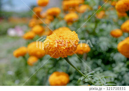 きれい 美しい 綺麗 121710331