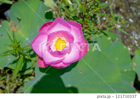 アジア人 アジアン アジア風 121710337