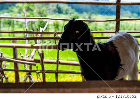 農耕 農業 動物 121710352
