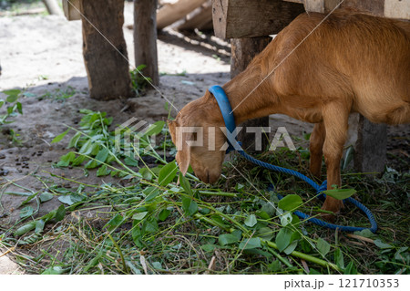 農耕 農業 動物 121710353