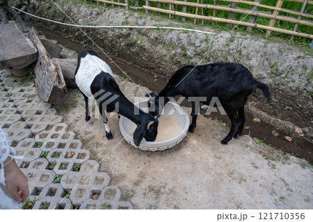 農耕 農業 動物 121710356