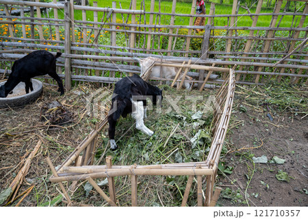 農耕 農業 動物 121710357