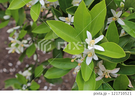 ミカンの花 121710521