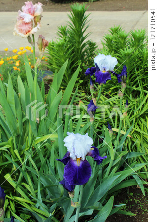 ジャーマンアイリス 121710541