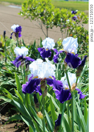 ジャーマンアイリス ジャーマンアイリス 121710550