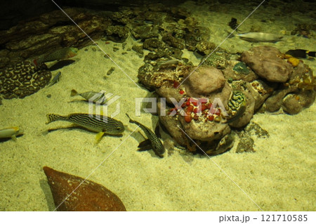 Keeping different species of fish in the same aquarium Keeping different species of fish in the same aquarium 121710585