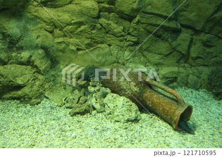 Muraena melanotis against the background of stones and a jug at the bottom of the aquarium 121710595