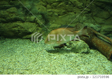 Lutjanus rivulatus at the bottom of the aquarium side view Fish in the aquarium Lutjanus rivulatus at the bottom of the aquarium side view Fish in the aquarium 121710596