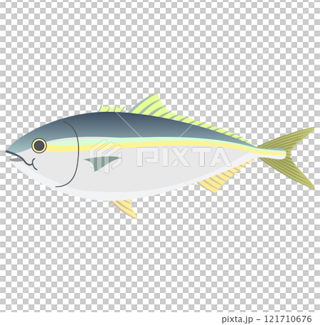 Yellowtail fish vector illustration 121710676