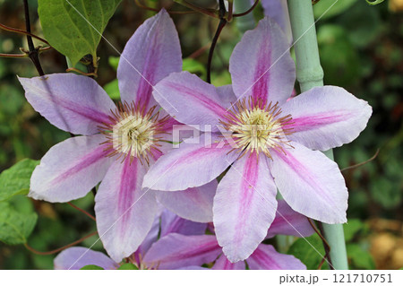 クレマチス 121710751