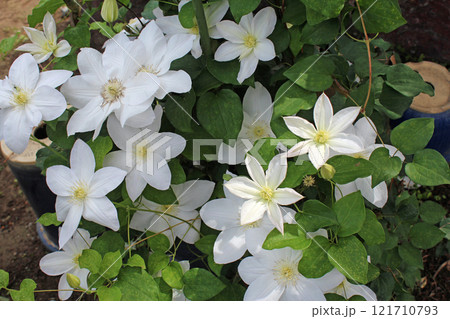 クレマチス 121710793