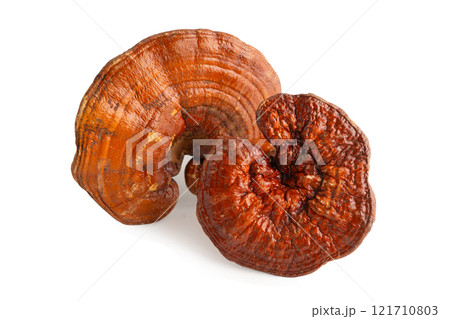 Lingzhi or Reishi mushroom isolated on white background with clipping path. Lingzhi or Reishi mushroom isolated on white background with clipping path. 121710803