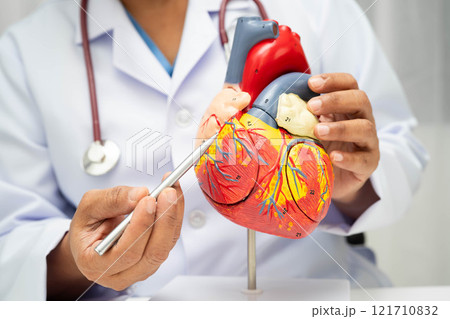 Cardiovascular disease CVD, doctor with heart human model anatomy for treatment patient in hospital. Cardiovascular disease CVD, doctor with heart human model anatomy for treatment patient in hospital. 121710832