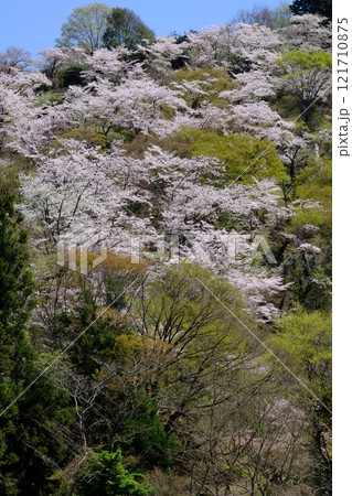 満開の桜と新緑 【相模原市津久井 4月】 満開の桜と新緑 【相模原市津久井 4月】 121710875