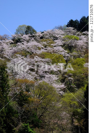 満開の桜と心力　【相模原市津久井　4月】 121710876