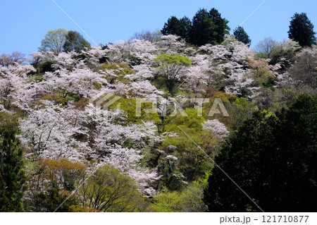 新緑と満開の桜　【相模原市津久井　4月】 121710877