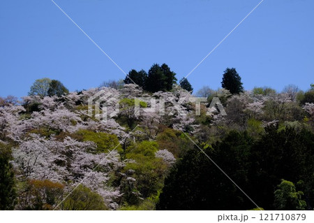 青空に映える桜山 【相模原市津久井 4月】 青空に映える桜山 【相模原市津久井 4月】 121710879