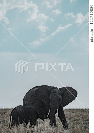 african elephant walking on african savanna Maasai Mara National Game Reserve Park Narok County Kenya East Africa Great Rift Valley Landscapes Grasslands Savannah Wilderness Travel Documentary Explore african elephant walking on african savanna Maasai Mara National Game Reserve Park Narok County Kenya East Africa Great Rift Valley Landscapes Grasslands Savannah Wilderness Travel Documentary Explore 121710886