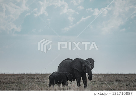 african elephant walking on african savanna Maasai Mara National Game Reserve Park Narok County Kenya East Africa Great Rift Valley Landscapes Grasslands Savannah Wilderness Travel Documentary Explore african elephant walking on african savanna Maasai Mara National Game Reserve Park Narok County Kenya East Africa Great Rift Valley Landscapes Grasslands Savannah Wilderness Travel Documentary Explore 121710887