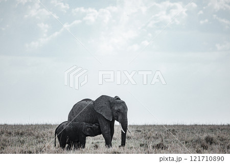 african elephant walking on african savanna Maasai Mara National Game Reserve Park Narok County Kenya East Africa Great Rift Valley Landscapes Grasslands Savannah Wilderness Travel Documentary Explore 121710890