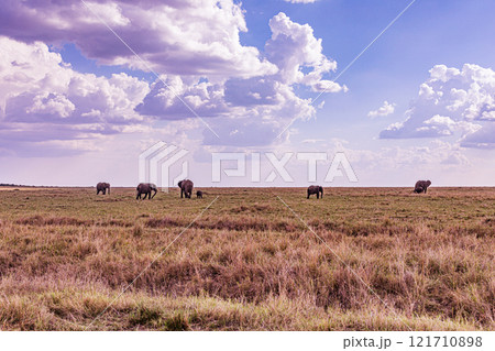 african elephant walking on african savanna Maasai Mara National Game Reserve Park Narok County Kenya East Africa Great Rift Valley Landscapes Grasslands Savannah Wilderness Travel Documentary Explore african elephant walking on african savanna Maasai Mara National Game Reserve Park Narok County Kenya East Africa Great Rift Valley Landscapes Grasslands Savannah Wilderness Travel Documentary Explore 121710898