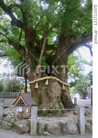 しめ縄・大麻比古神社・楠・御神木（徳島県・鳴門市） 121711078