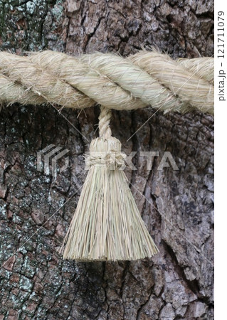 しめ縄・大麻比古神社・楠・御神木（徳島県・鳴門市） 121711079