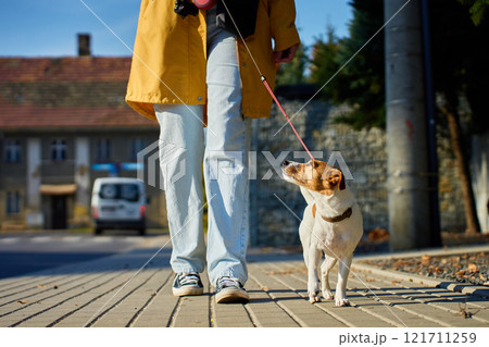 Jack Russell Terrier standing on sidewalk with owner 121711259
