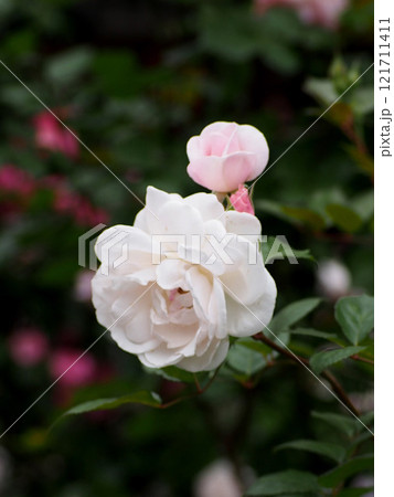 中央公園の白いバラ(少しピンクがかった薔薇) 中央公園の白いバラ(少しピンクがかった薔薇) 121711411