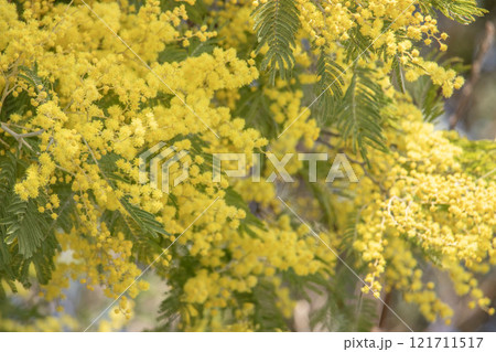 美しいミモザの花 121711517