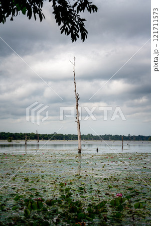 カンボジアの貯水池　ニャック・ポアン周辺 121711573