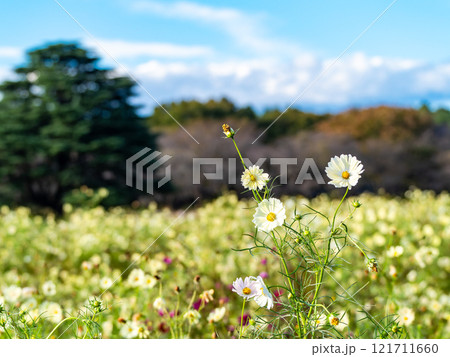 淡い黄色のかわいいコスモス 121711660