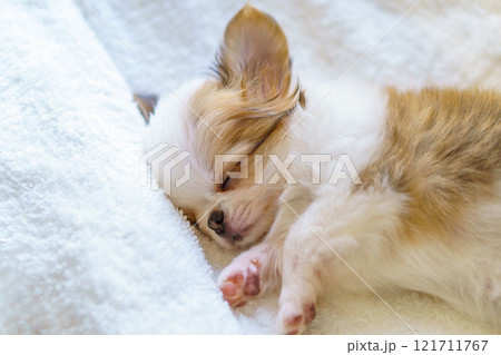 白い毛布の上のロングコートチワワの子犬 白い毛布の上のロングコートチワワの子犬 121711767
