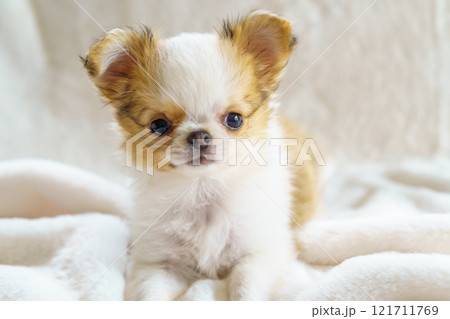 白い毛布の上のロングコートチワワの子犬 121711769