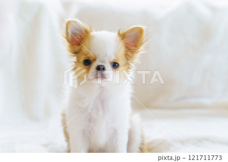白い毛布の上のロングコートチワワの子犬 121711773