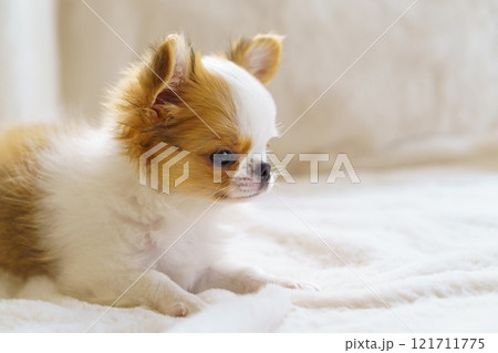 白い毛布の上のロングコートチワワの子犬 121711775