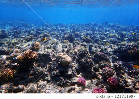 coral reef in the Red Sea 121711997