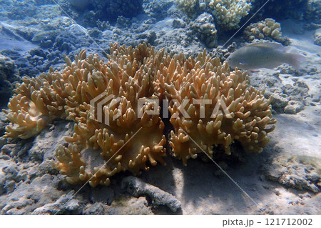 coral from the red sea 121712002
