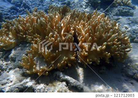 coral from the red sea 121712003